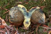 Gastroboletus turbinatus